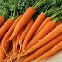 Carrot